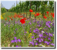 I colori del Salento